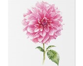 Pink Dahlia Botanical Art Classic Stretched Canvas | Floral Wall Decor, Bill Shew canvas print