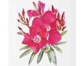 Pink Oleander Botanical Art Classic Stretched Canvas | Floral Wall Decor, close-up (Bill Shew)