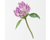 Purple Red Clover Botanical Art Classic Stretched Canvas | Floral Wall Decor, close-up (Bill Shew)