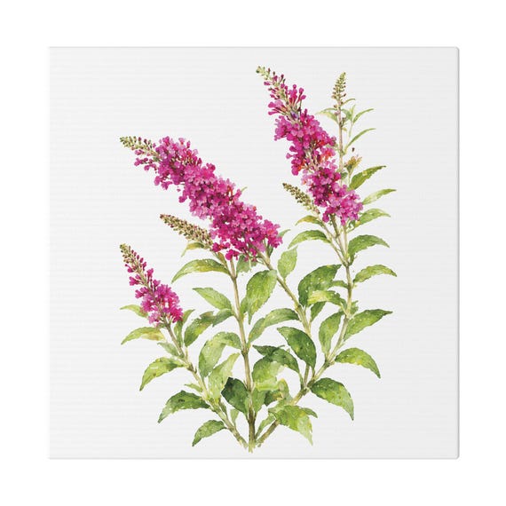 Pink Butterfly Bush Botanical Art Classic Stretched Canvas, Bill Shew canvas print