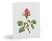 8 cards - Pink Rose Bud Greeting Card, Botanical Watercolor Flower Art, Rose Floral Card by Bill Shew