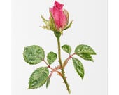 Pink Rose Botanical Art Classic Stretched Canvas | Floral Wall Decor, close-up (Bill Shew)