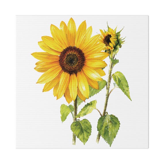 Golden Sunflower Botanical Art Classic Stretched Canvas | Floral Wall Decor, Bill Shew canvas print
