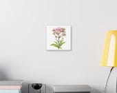 Pink Joe-Pye Weed Botanical Art Classic Stretched Canvas | Wildflower Wall Decor, alternate view (Bill Shew)