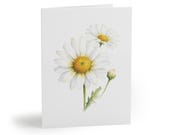 Oxeye Daisy Watercolor Greeting Card – Botanical Wildflower Art (8 Cards), Bill Shew note card set