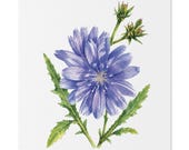 Blue Chicory Botanical Art Classic Stretched Canvas | Wildflower Wall Decor, Bill Shew canvas print