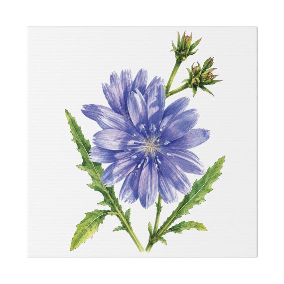 Blue Chicory Botanical Art Classic Stretched Canvas | Wildflower Wall Decor, Bill Shew canvas print