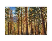 Golden Hour Pine Forest Canvas Print, Textured Mountain Wall Art, Sunlit Trees Decor by Bill Shew