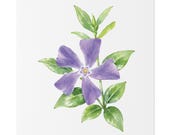 Purple Periwinkle Botanical Watercolor Flower Art | Vinca Floral Wall Decor, close-up (Bill Shew)