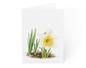 White Daffodil Greeting Card, Digital Art Print, Botanical Card, Blank Inside, Bill Shew wall art print