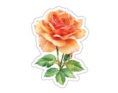 Watercolor Peach Rose Sticker, Botanical Floral Decor by Bill Shew