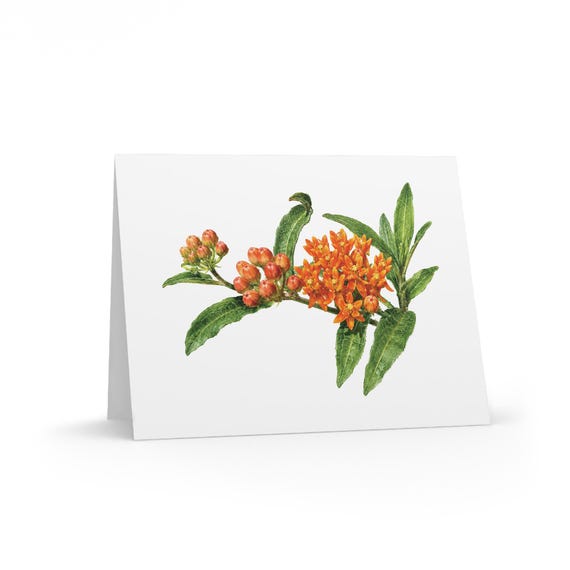 8 cards - Butterfly Weed Watercolor Greeting Card, Orange Milkweed Botanical Illustration by Bill Shew