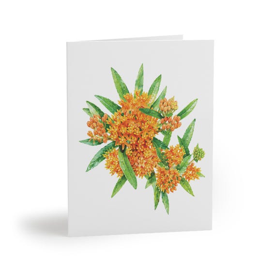 8 cards - Butterfly Weed Greeting Card, Orange Milkweed Watercolor, Butterfly Flower Card by Bill Shew