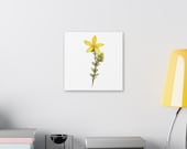 Yellow St. John's Wort Botanical Art Classic Stretched Canvas | Wildflower Wall Decor, detail view (Bill Shew)