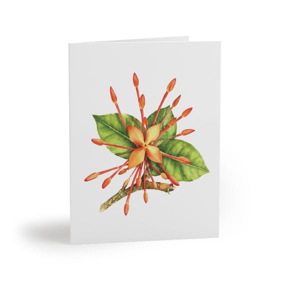 8 cards - Orange Ixora Watercolor Card, Botanical Floral Illustration by Bill Shew