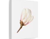 Pink Magnolia Botanical Canvas, close-up (Bill Shew)