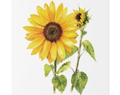 Golden Sunflower Botanical Art Classic Stretched Canvas | Floral Wall Decor, close-up (Bill Shew)