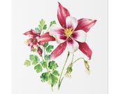 Red White Columbine Botanical Art Classic Stretched Canvas, close-up (Bill Shew)