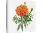 Orange Marigold Botanical Art Classic Stretched Canvas | Floral Garden Wall Decor, framing detail (Bill Shew)
