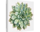 Green Echeveria Succulent Botanical Art Classic Stretched Canvas | Floral Wall Decor, framing detail (Bill Shew)
