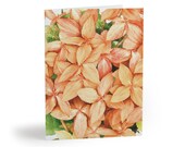 Peach Ixora Watercolor Greeting Card, Tropical Floral Illustration (Pack of 8, 16, or 24) by Bill Shew
