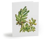 Gollum Jade Watercolor Greeting Card – Tubular Succulent Botanical Art (8 Cards), Bill Shew note card set
