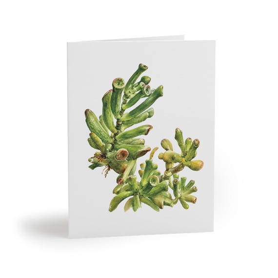 Gollum Jade Watercolor Greeting Card – Tubular Succulent Botanical Art (8 Cards) Gollum Jade Watercolor Greeting Card – Tubular Succulent Botanical Art (8 Cards), Bill Shew note card set