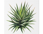Zebra Haworthia Succulent Botanical Art Classic Stretched Canvas | Plant Wall Decor, Bill Shew canvas print