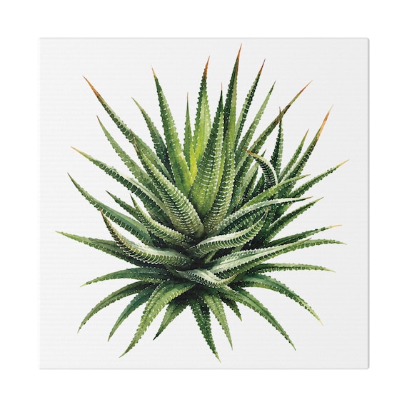 Zebra Haworthia Succulent Botanical Art Classic Stretched Canvas | Plant Wall Decor, Bill Shew canvas print