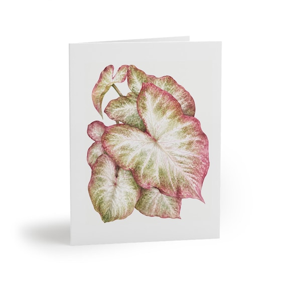 8 cards - Caladium Watercolor Greeting Card, Pink and Green Elephant Ear Leaves by Bill Shew