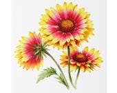 Red Yellow Blanket Flower Botanical Art Classic Stretched Canvas | Floral Wall Decor, close-up (Bill Shew)