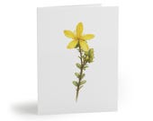 St. John's Wort Watercolor Greeting Card – Yellow Botanical Wildflower Stationery by Bill Shew