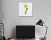 Yellow St. John's Wort Botanical Art Classic Stretched Canvas | Wildflower Wall Decor, alternate view (Bill Shew)