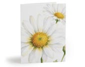 Oxeye Daisy Watercolor Greeting Card, White Wildflower Botanical Art (Pack of 8, 16 by Bill Shew