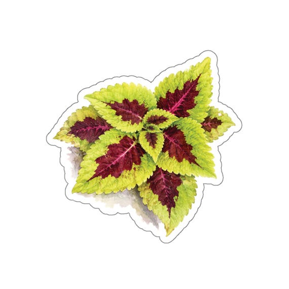 Coleus Sticker, Colorful Coleus Plant Sticker, Botanical Leaf Sticker by Bill Shew