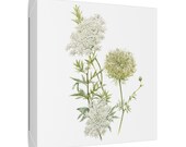Queen Anne's Lace Botanical Art Classic Stretched Canvas | White Wildflower Wall Decor, framing detail (Bill Shew)