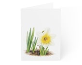 White Daffodil Greeting Card, Digital Art Print, Botanical Card, Blank Inside, Bill Shew wall art print