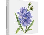 Blue Chicory Botanical Art Classic Stretched Canvas | Wildflower Wall Decor, detail view (Bill Shew)
