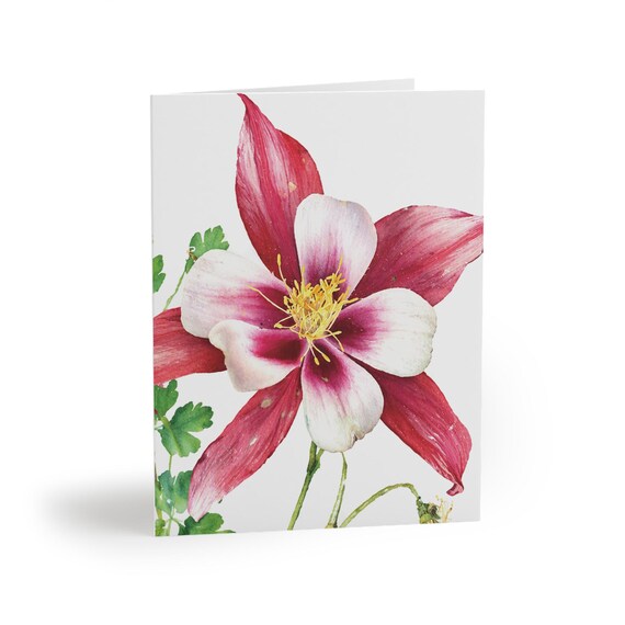 Pink White Columbine Watercolor Greeting Card, Aquilegia Floral Art (Pack of 8) Pink White Columbine Watercolor Greeting Card, Aquilegia Floral Art (Pack of 8) by Bill Shew