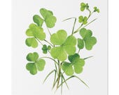 Green Clover Botanical Art Classic Stretched Canvas | Lucky Clover Wall Decor, Bill Shew canvas print