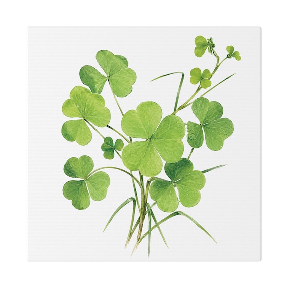 Green Clover Botanical Art Classic Stretched Canvas | Lucky Clover Wall Decor, Bill Shew canvas print
