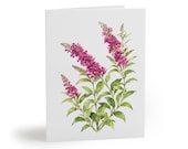 8 cards - Pink Butterfly Bush Botanical Greeting Card by Bill Shew
