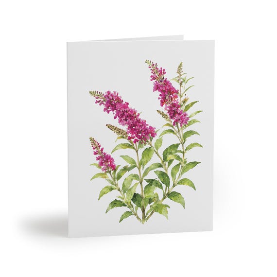 8 cards - Pink Butterfly Bush Botanical Greeting Card by Bill Shew