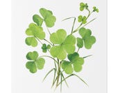 Green Clover Botanical Art Classic Stretched Canvas | Lucky Clover Wall Decor, close-up (Bill Shew)