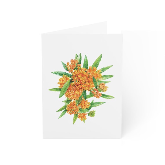 Butterfly Weed Greeting Card, Digital Art Print, Botanical Card, Blank Inside, Bill Shew wall art print