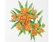 Orange Butterfly Weed Botanical Art Classic Stretched Canvas | Wildflower Wall Decor, close-up (Bill Shew)