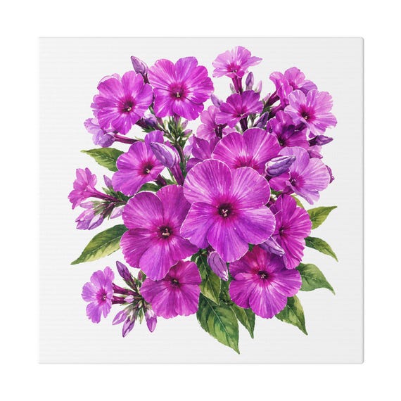Purple Garden Phlox Botanical Art Classic Stretched Canvas | Floral Wall Decor, Bill Shew canvas print