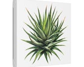 Zebra Haworthia Succulent Botanical Art Classic Stretched Canvas | Plant Wall Decor, framing detail (Bill Shew)