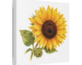 Golden Sunflower Botanical Art Classic Stretched Canvas | Floral Wall Decor, framing detail (Bill Shew)