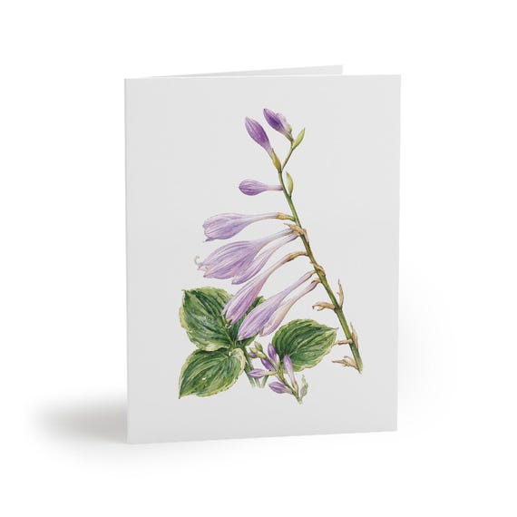 8 cards - Lavender Hosta Flower Botanical Greeting Card, Purple Blooms by Bill Shew